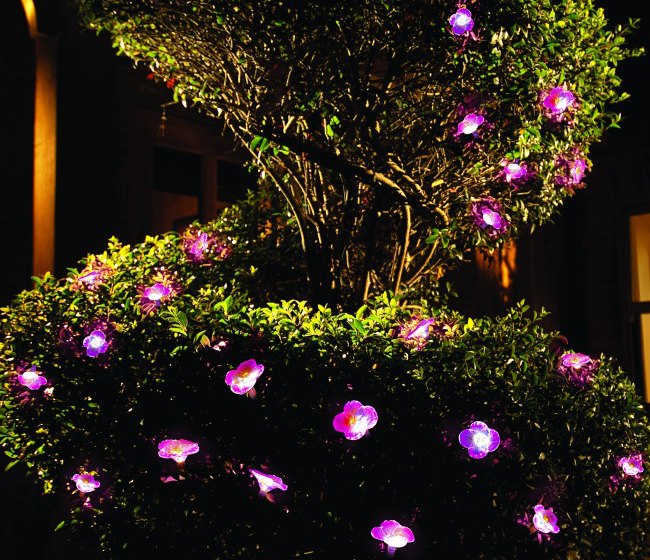 Lights in Petunia Garden